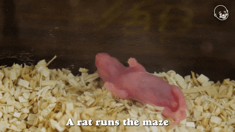 rat run meaning, definitions, synonyms
