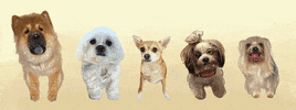 Chihuahua Cute Dog GIF