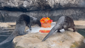 Otter GIF by The Florida Aquarium