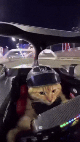 Cat Racing GIF