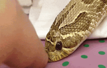 What a cutie! the Lil' hesitant slithering is so adorable I want to boop em