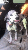 Dogs Funny Animals GIF by ViralHog