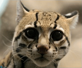 ocelot