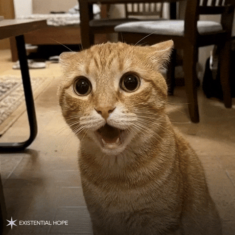 Cat Reaction When You Realize GIF by Foresight