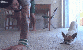 yoga chihuahua GIF