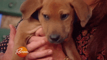 sleepy pit bull GIF by Rachael Ray Show