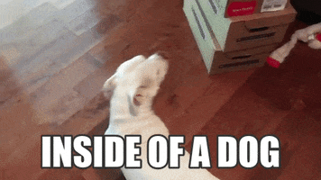 dog puppy GIF by Simon & Schuster