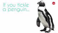 Tickle A Penguin