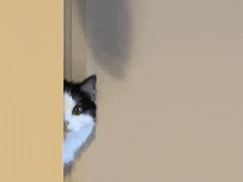 Running Cat GIFs - Find & Share on GIPHY
