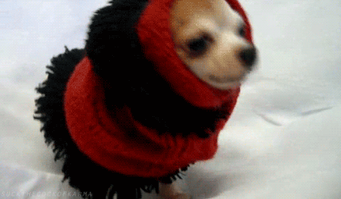 Cold Dog GIF - Find & Share on GIPHY