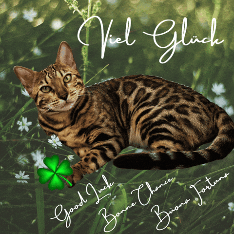 Best Of Luck GIF by Kitty Fuchs