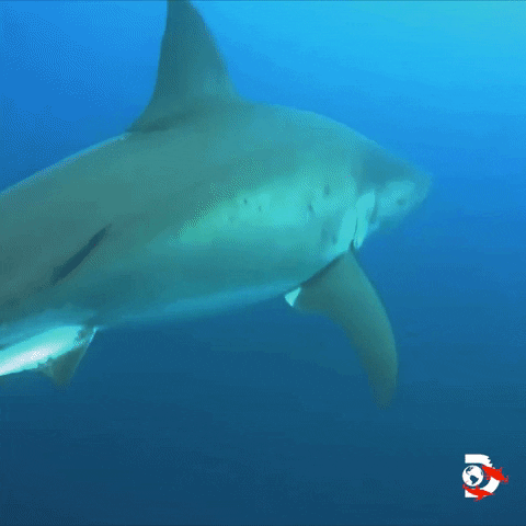 Great White Ocean GIF by Shark Week