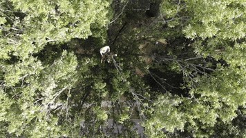 Oak Tree Chainsaw GIF by JC Property Professionals
