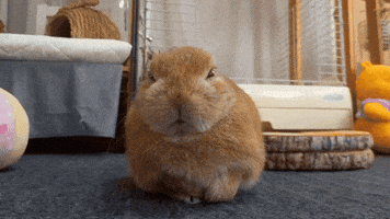 Happy Laugh GIF