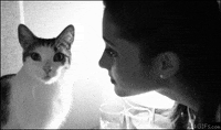 denied-cat-EMxy32NDE3Mac