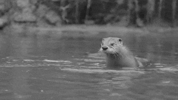 Otter GIF