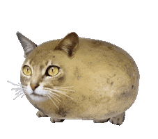Cat Wtf Sticker by Bubble Punk