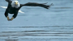 Fish-eagle GIFs - Get the best GIF on GIPHY