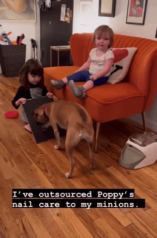 Dog Training Sftd GIF by SchoolForTheDogs