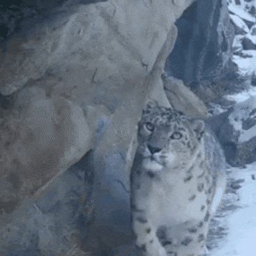 Cat Sniffing GIF by Snow Leopard Conservancy