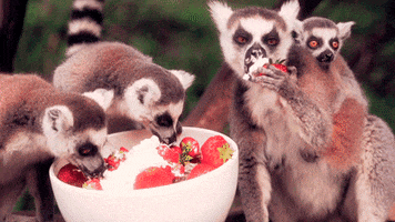 strawberry lemur GIF