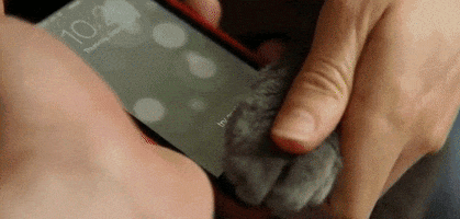 cat iphone GIF by Daily Mail Online
