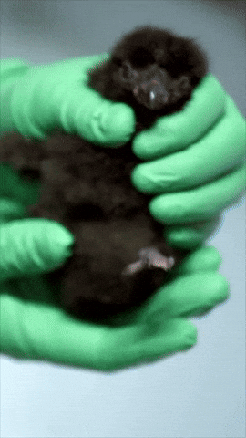 Ocean Puffin GIF by Monterey Bay Aquarium