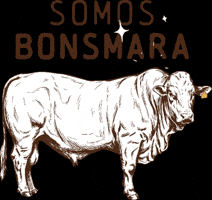 Campo Toro GIF by Bonsmara Argentina