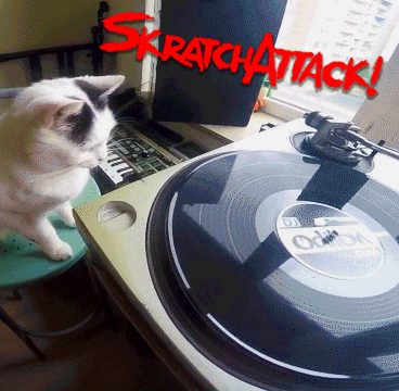 Cat Spinning GIF by SKRTCHNRDS - Find & Share on GIPHY