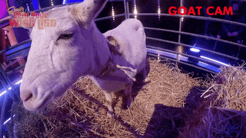 Channel 5 Goat GIF by Stellify Media