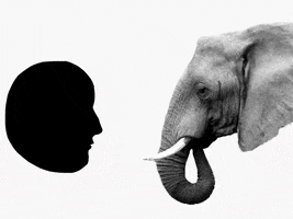 Elephant Trunk Love GIF by Barbara Pozzi