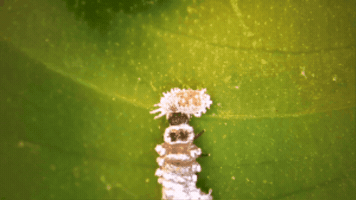 Dmvb GIF by DMV Beneficials