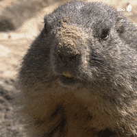 Groundhog Day Yes GIF by Zoo Berlin
