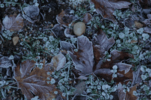 Dr Michael Piepkorn GIF