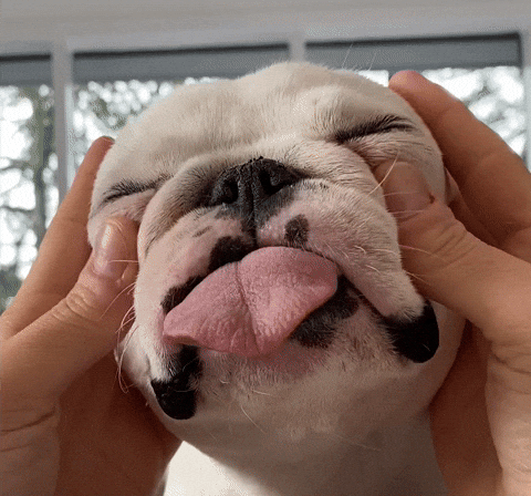 https://media2.giphy.com/media/EdT0rfeMLYPKbdzQ3r/giphy.gif?cid=28f76e61ap9tn2mxvxua28okxe6xjvo3sraowi0k5q5rl2ze&rid=giphy.gif&ct=g