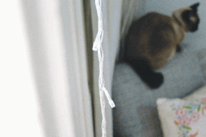 lubashraga  GIF