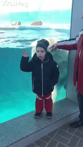 Polar Bear Plays By Boy In The Pool GIF by ViralHog