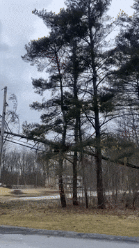 Fallen Tree Rests on Power Line as Strong Winds Hit New York