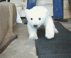 polar bear baby GIF