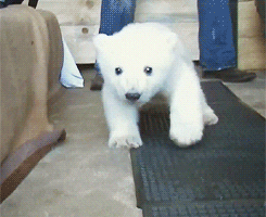 polar bear baby GIF