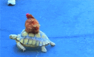 Chicken Turtle GIF