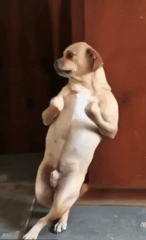 Dance Dog GIF
