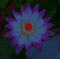 Flower Lotus GIF by ellaknor