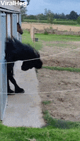 Headbanging Horse GIF by ViralHog