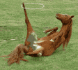 100.gif?cid=20e14a2agh26tdf8ikj01hjythyp7cm39x3zewockcr7y94p&rid=100.gif