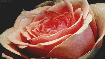 flowers rose GIF