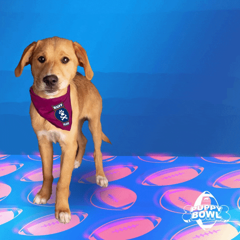 Dog Puppies GIF by Puppy Bowl