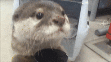 otter GIF