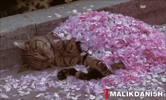 Cat GIF