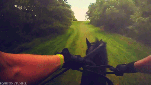 horse